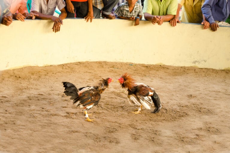 PACMA denuncia ante la Fiscalía la celebración de peleas de gallos en Canarias pese a su prohibición legal desde 2007