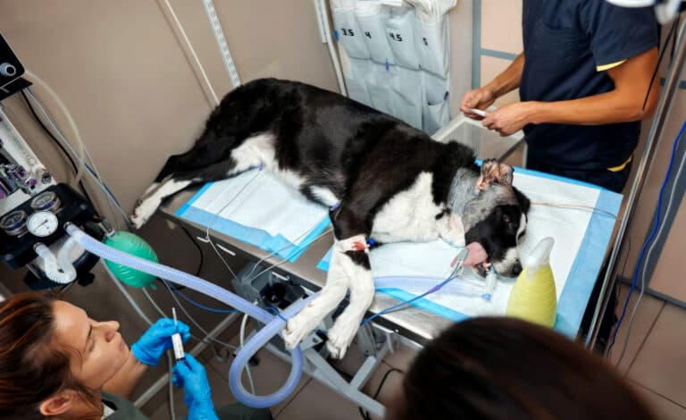 Recogida de firmas en Fuerteventura para exigir un servicio de urgencias veterinarias las 24 horas