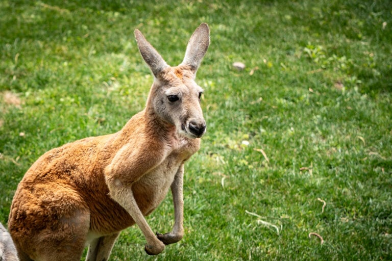 Nace en Fuerteventura el primer canguro rojo documentado en Canarias