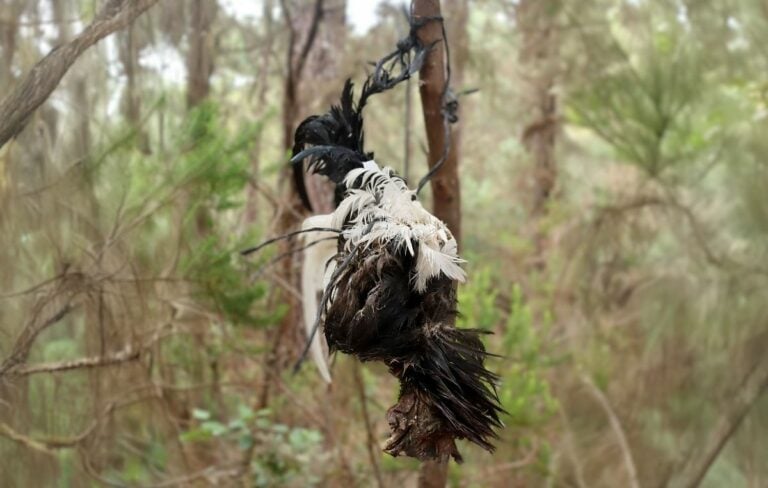 PACMA colaborará con la Policía Autonómica de Canarias para combatir el uso de animales en rituales de santería