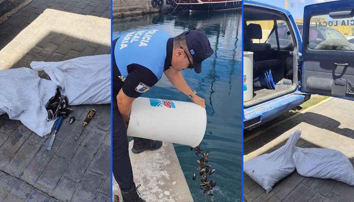 La Policía Local de Pájara incauta 38 kilos de mejillón canario y dos de lapas en Agualiques en plena veda