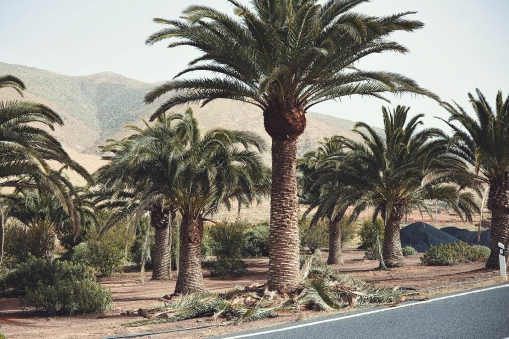 Iniciado el saneamiento de 136 palmeras en Pájara y Toto