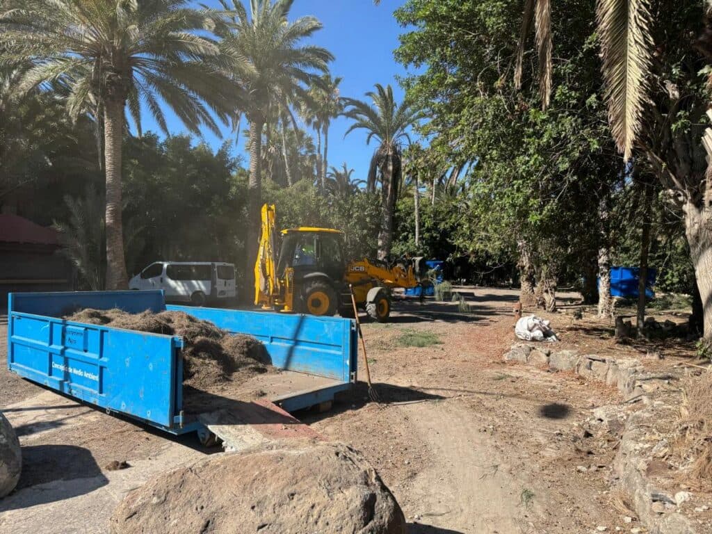 Pájara y el Cabildo unen fuerzas para renovar el palmeral y zonas verdes de Costa Calma