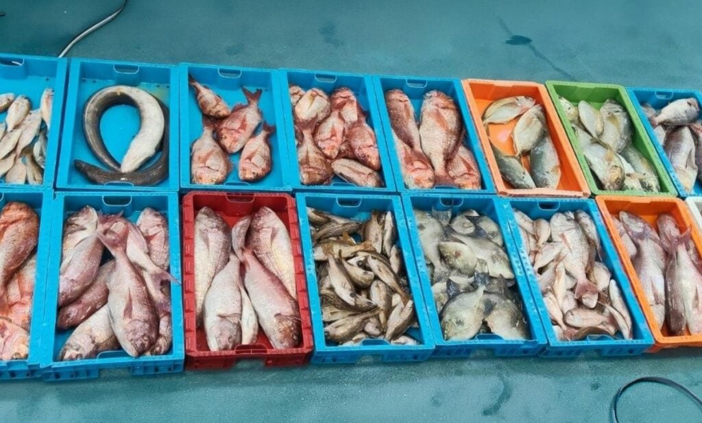 Intervienen en Fuerteventura a 230 kilos de pescado capturado ilegalmente en la Reserva Marina de La Graciosa