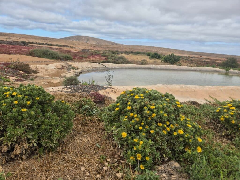 El Cabildo Insular crea un refugio de 1.000 metros cuadrados para proteger las aves esteparias en Gavias del Cárcel