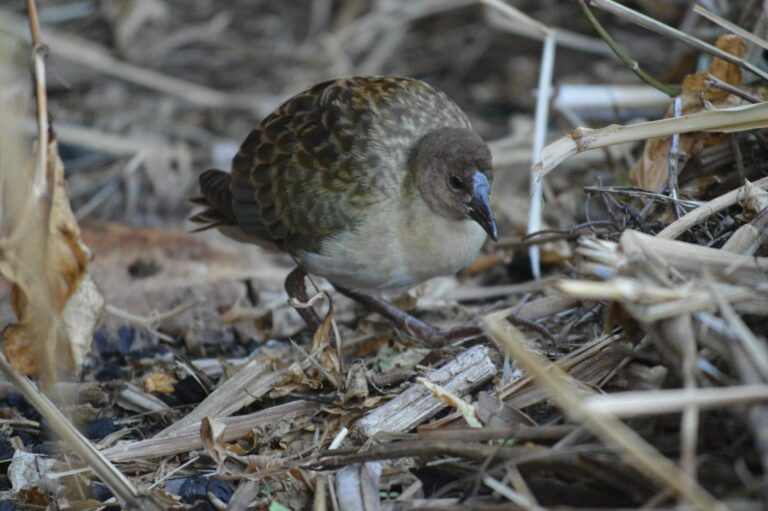 Descubierto un ejemplar de ‘calamoncillo africano’ en una zona verde de la capital