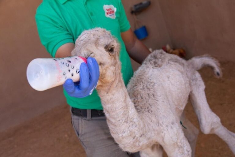 Oasis Wildlife forma al grado de Técnico Superior de Ganadería y Asistencia en Sanidad Animal de Canarias
