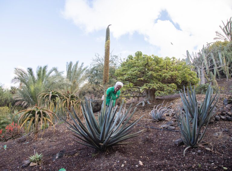 Florece Aloe Suzannae, el milagro botánico de Fuerteventura