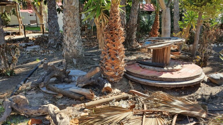 El PP reclama el arreglo del palmeral de Costa Calma