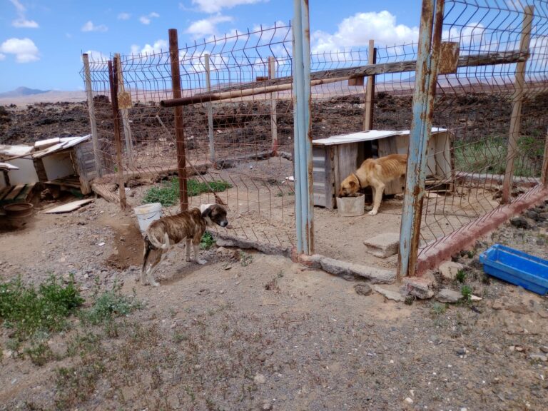 Siguen atados y desnutridos a pesar de las quejas vecinales