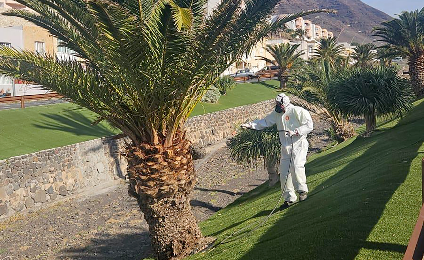 Pájara protege más de 3.000 palmeras frente a la plaga Diocalandra frumenti