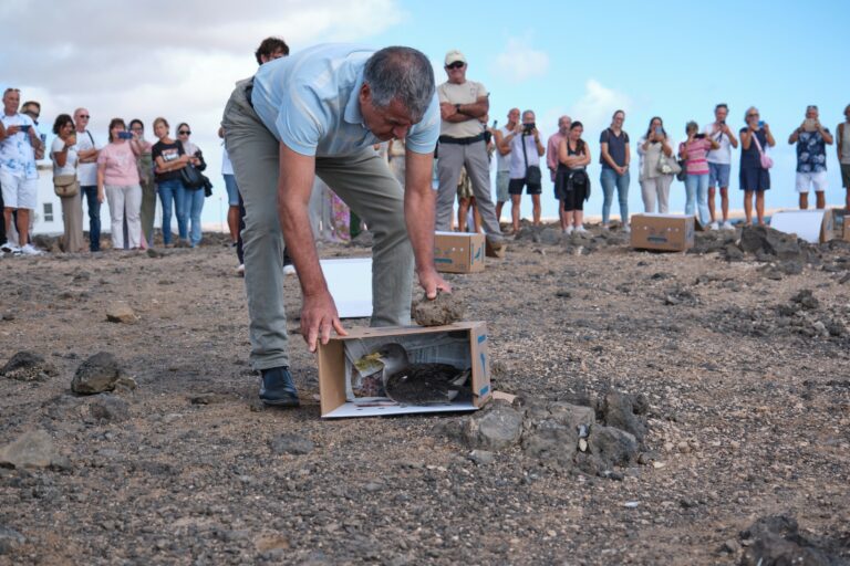 Libertadas más de una treintena de pardelas en su campaña anual de protección de la especie