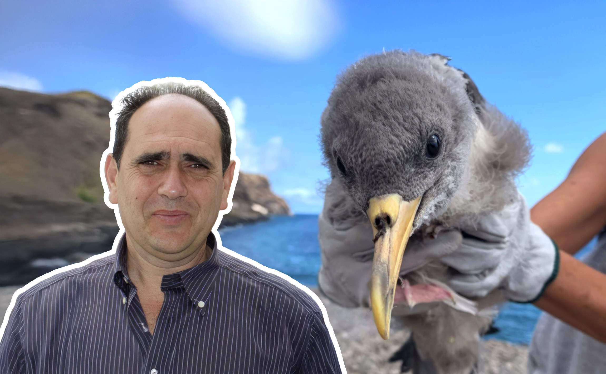 “La pardela cenicienta es el símbolo de todas las aves marinas que crían en nuestras islas”