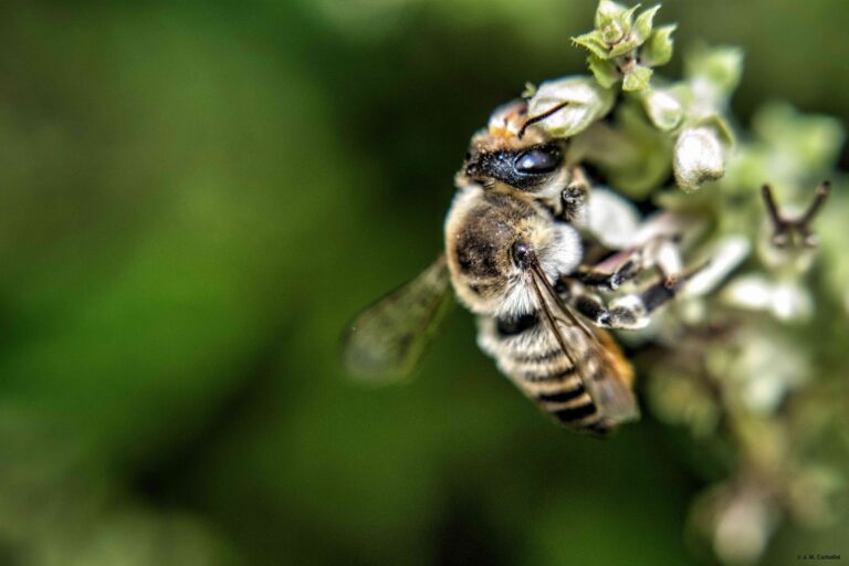 La abeja majorera Megachile hohmanni podría haberse extinguido tras años sin ser detectada
