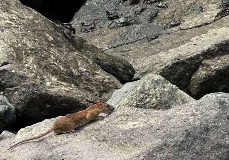 El Ayuntamiento de Tuineje desmiente al PP y asegura que el control de plagas está garantizado en todo el municipio