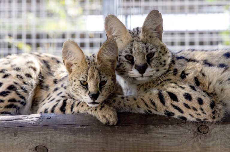 Tres servales víctimas del tráfico ilegal encuentran refugio en Oasis Wildlife Fuerteventura