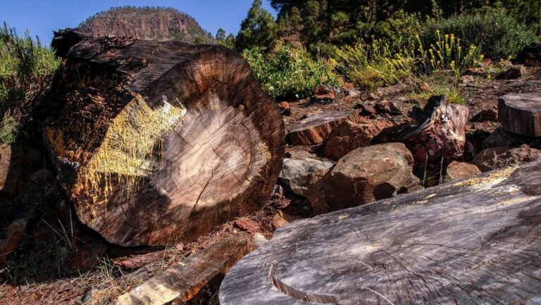 Canarias aprueba su primera Ley de Protección del Arbolado Urbano